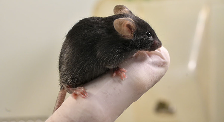 TESTE TESTE sdfsdfsdfsdfsd sdfdsfds